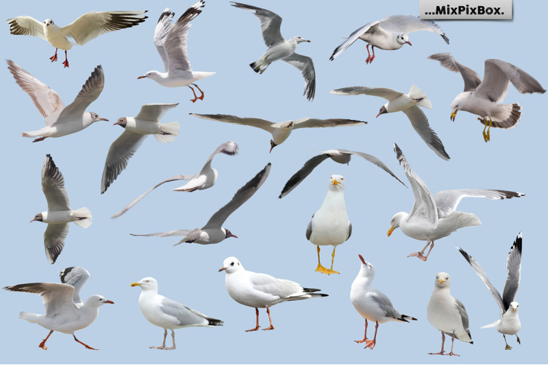 seagulls-photo-overlays