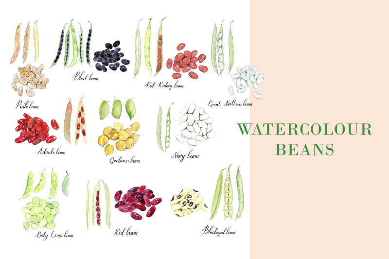 watercolour-beans-illustration-png