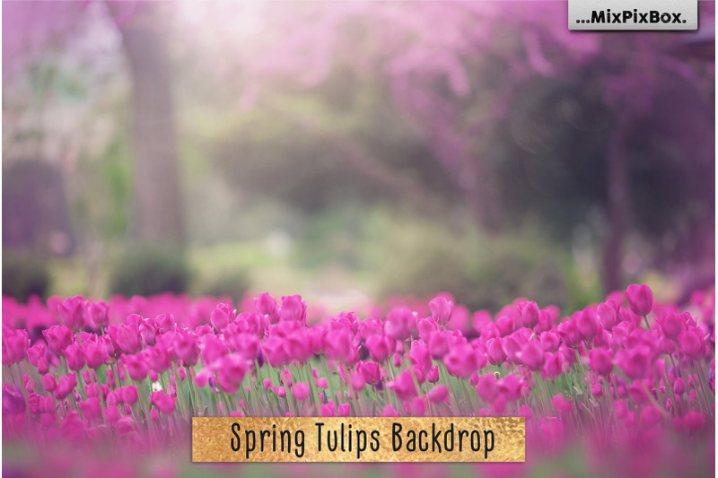 spring-tulips-backdrop