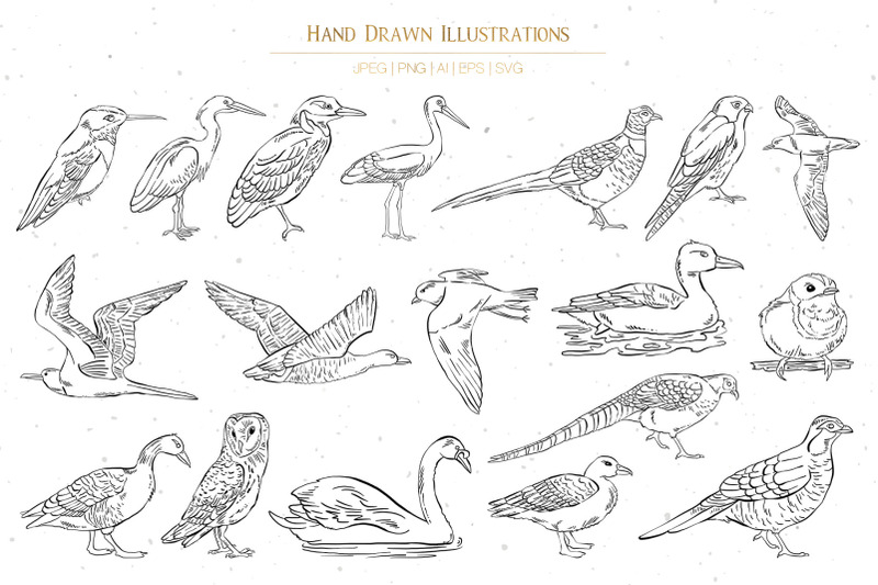 hand-drawn-birds-illustrations-vol-1