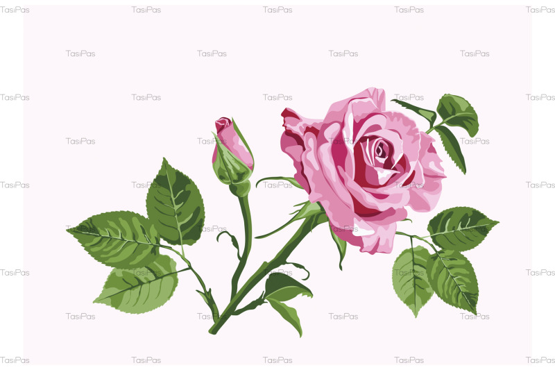 vector-greeting-card-with-pink-roses-on-the-white-background