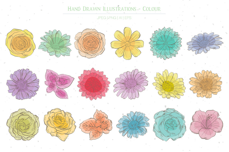colorful-roses-daisies-and-hibiscus-illustrations