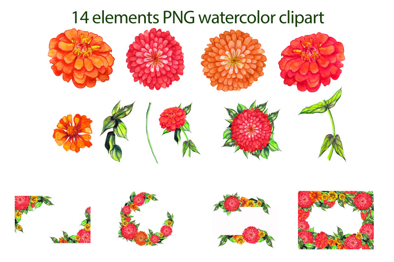 watercolor-zinnia-set-of-clip-art