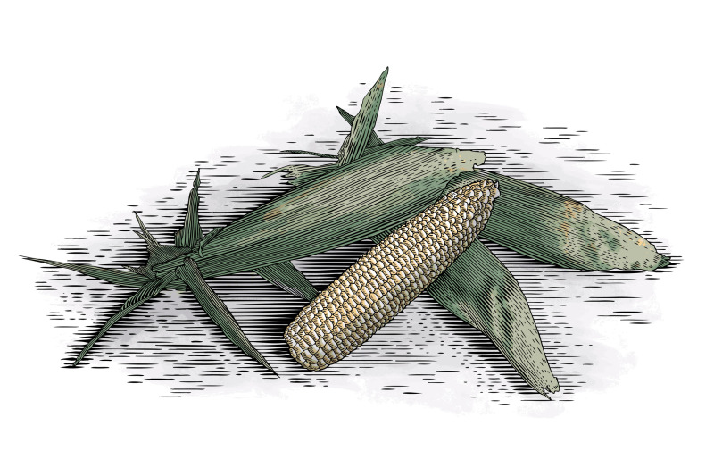 woodcut-corn-cobs