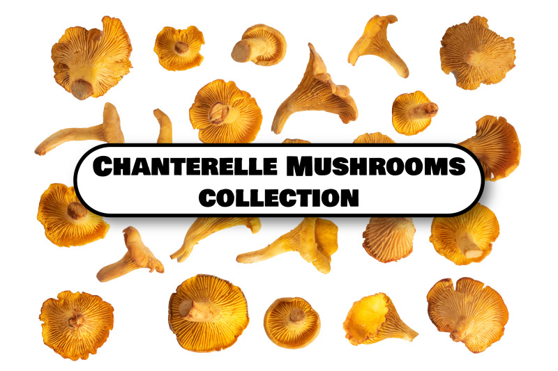 chanterelle-mushrooms-set