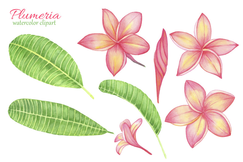 tropical-flower-plumeria-frangipani-watercolor-clipart