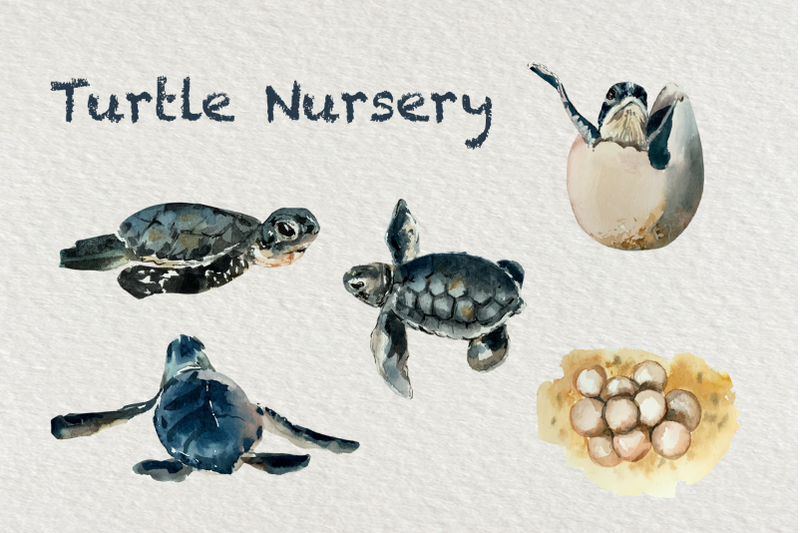 watercolor-sea-turtle-life-cycle-clip-art-and-print