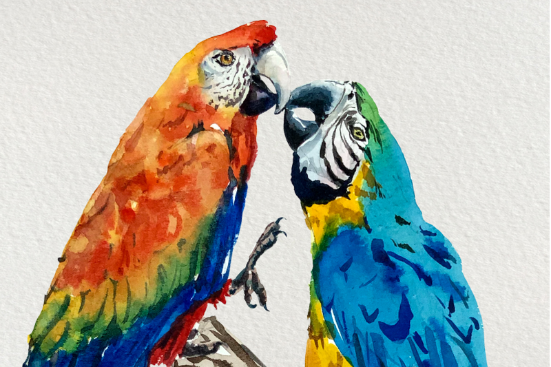 parrots-watercolor-print-and-clip-art