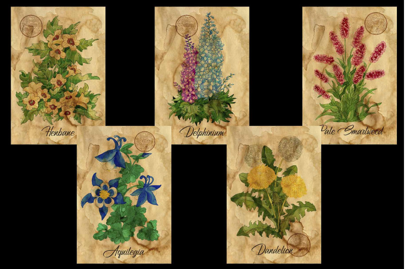 witch-herbs-collection