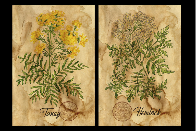 witch-herbs-collection