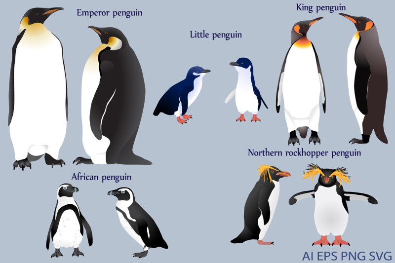 penguins-colour