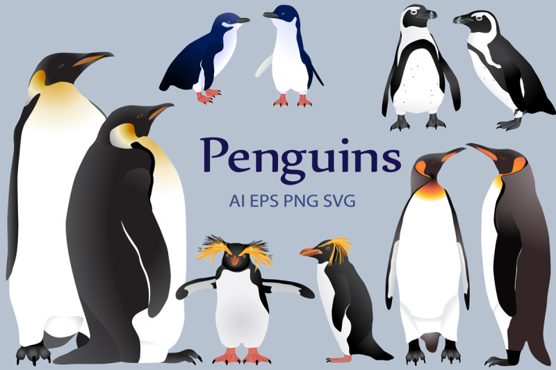 penguins-colour