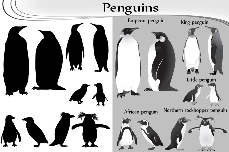 penguins-silhouette-and-black-white