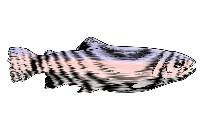 woodcut-trout