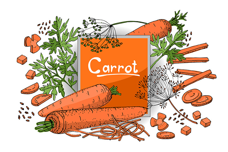 carrot-sketch