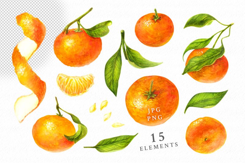 tangerines-watercolor-clip-art