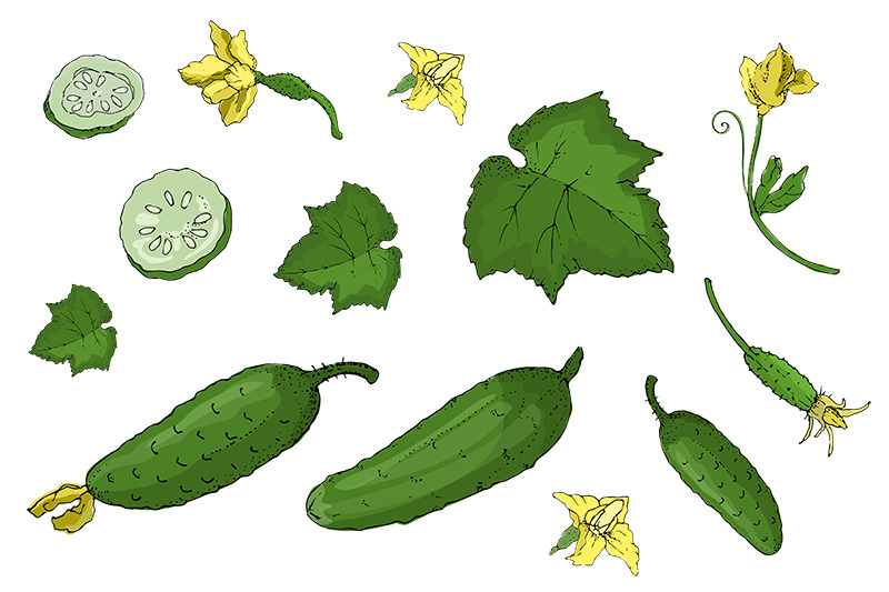 vector-set-with-green-fresh-cucumber