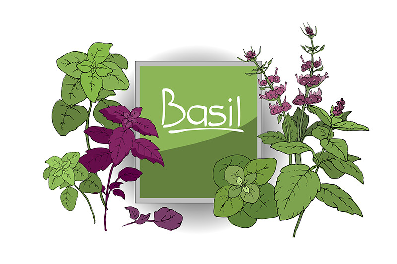 vector-set-of-basil-plant