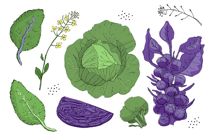 vector-set-with-cabbage