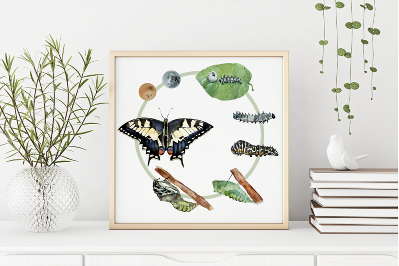 swallowtail-butterfly-life-cycle-clip-art-and-print