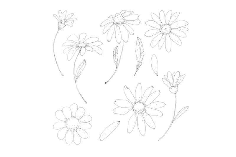 chamomile-daisy-floral-set-hand-drawn-in-pen-ink