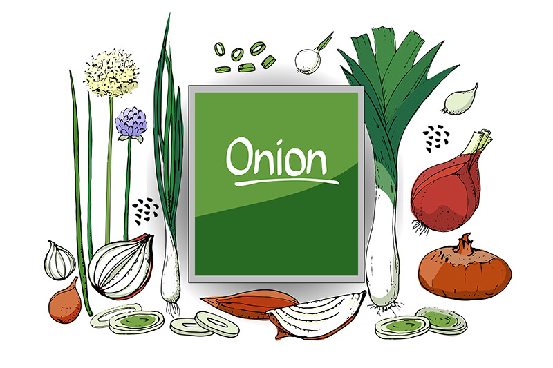 vector-set-of-onion