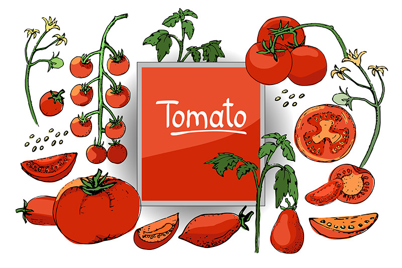 vector-set-of-tomatoes