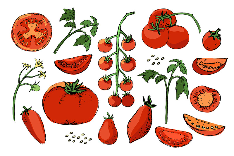 vector-set-of-tomatoes