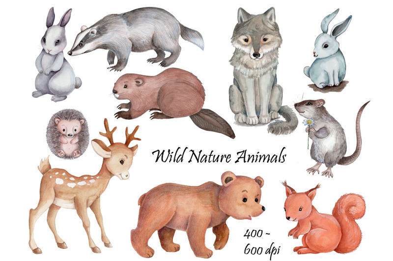 wild-nature-animals-watercolor-illustrations
