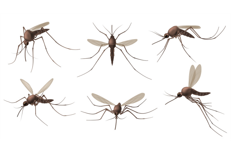 realistic-mosquito-blood-sucking-insects-peddler-of-dengue-zika-vir