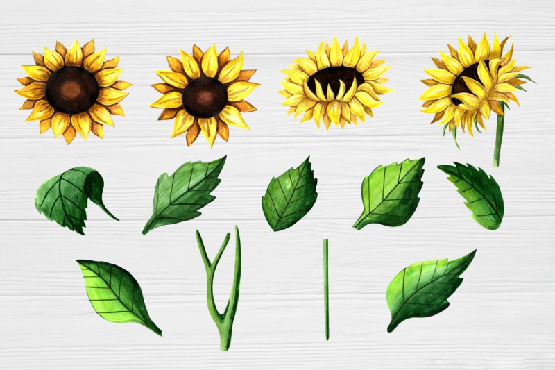 sunflower-clipart-watercolor