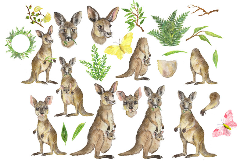 kangaroo-watercolor-clipart-family-kangaroo-australian-animal-clipart