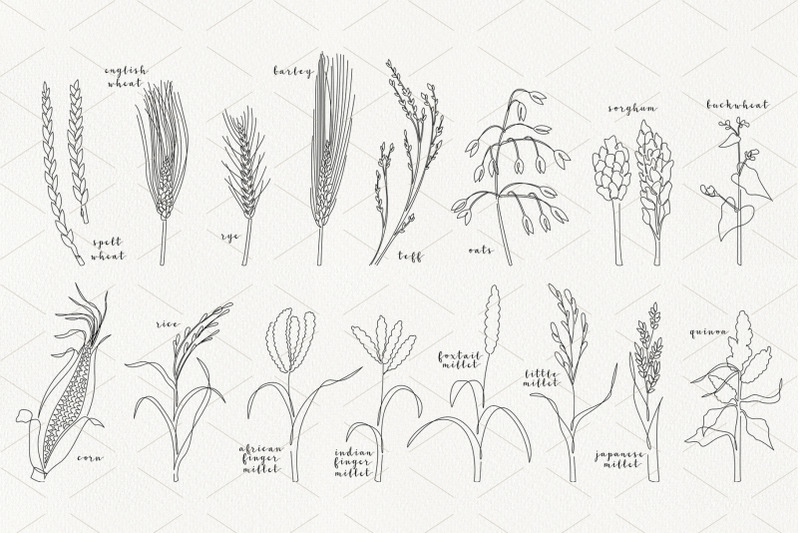 all-grain-crops-one-continuous-line-style