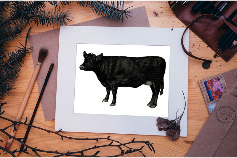 cow-clipart-galloway