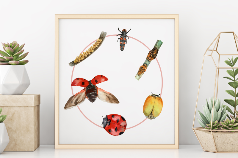 ladybug-life-cycle-clip-art-and-print