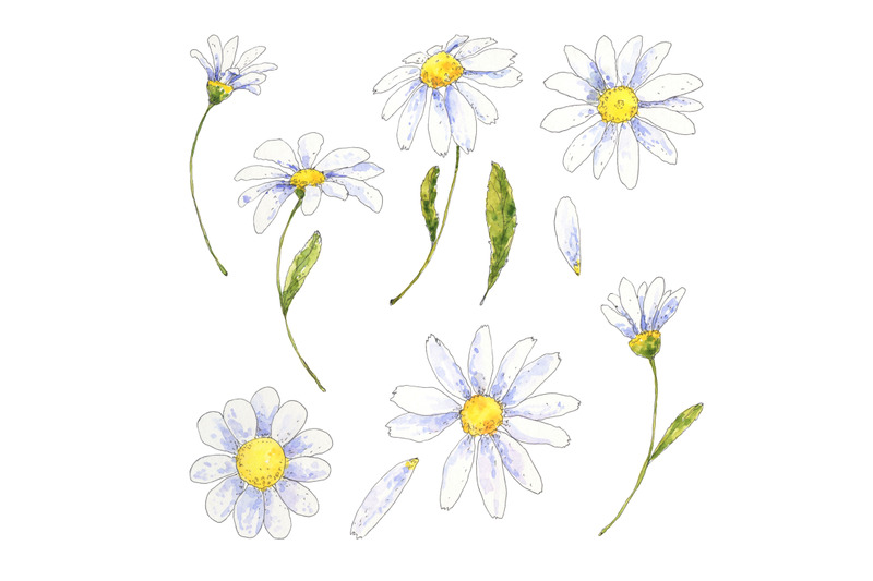 chamomile-daisy-floral-set-hand-drawn-in-watercolor