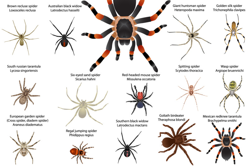 spiders-colour