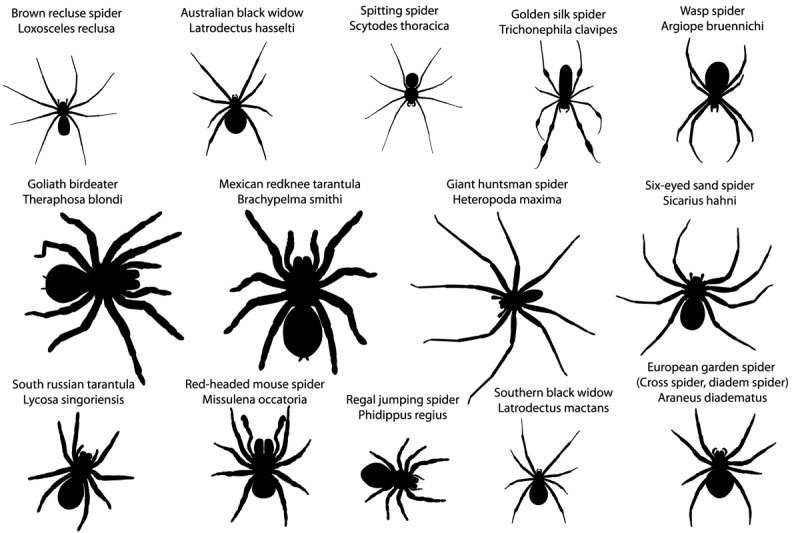 silhouettes-of-spiders