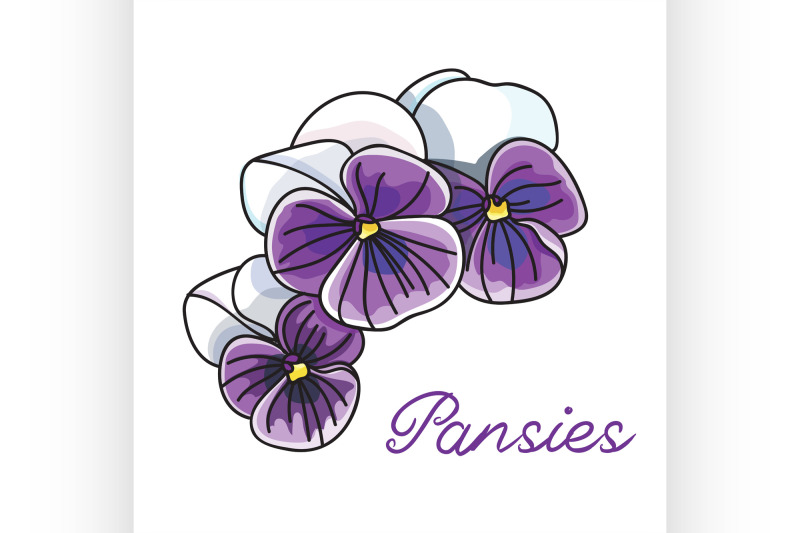 beautiful-pansy-flowers-isolated-on-white-background