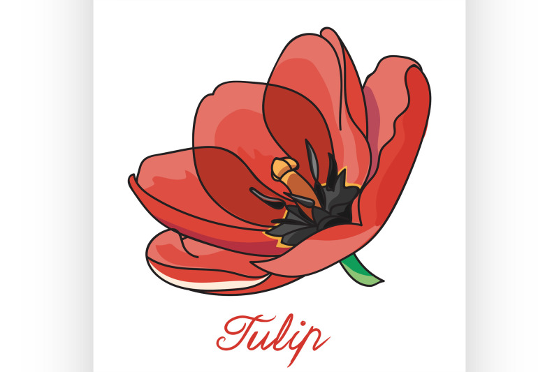 red-and-beautiful-tulip