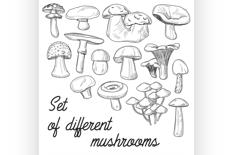 set-of-different-mushrooms