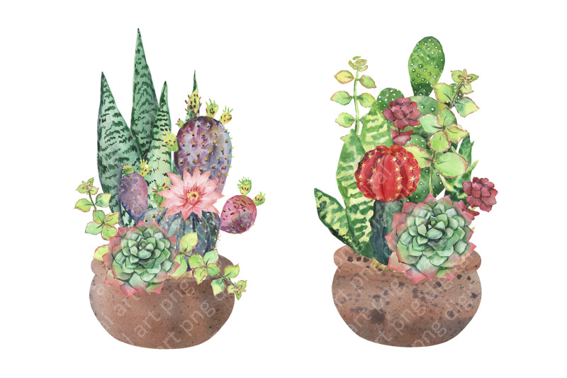 watercolor-cactus-clipart-watercolor-flower-clipart-tropical-exotic
