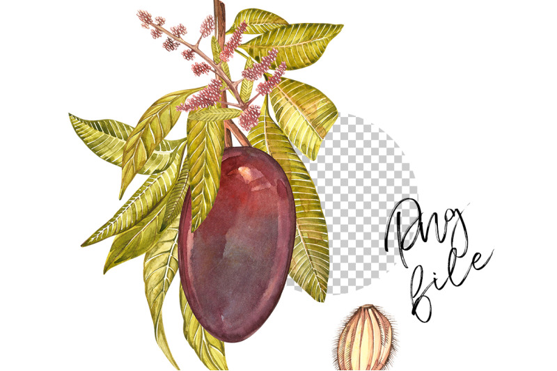 mango-clipart-in-botanical-style
