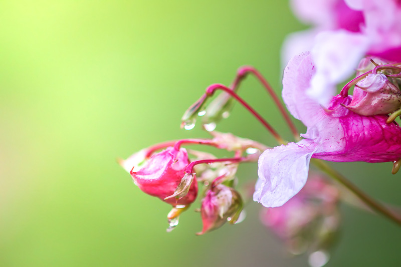 impatiens-glandulifera-pink-flowers