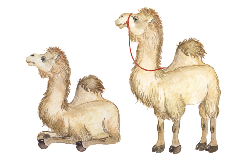 camel-watercolor-clipart-desert-animals-flowering-cacti-camel