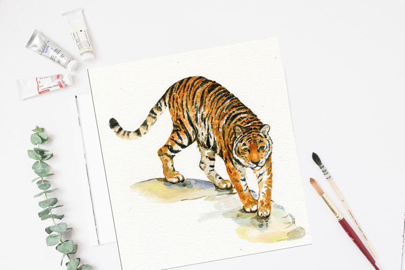 tigers-clipart-illustrations