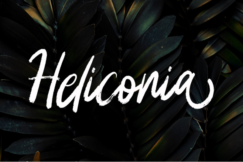 heliconia