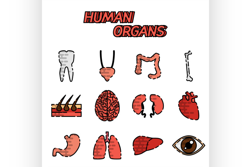 human-organs-flat-icons-set