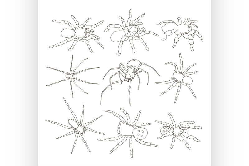 vector-of-spiders-set