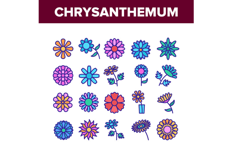 chrysanthemum-flower-collection-icons-set-vector